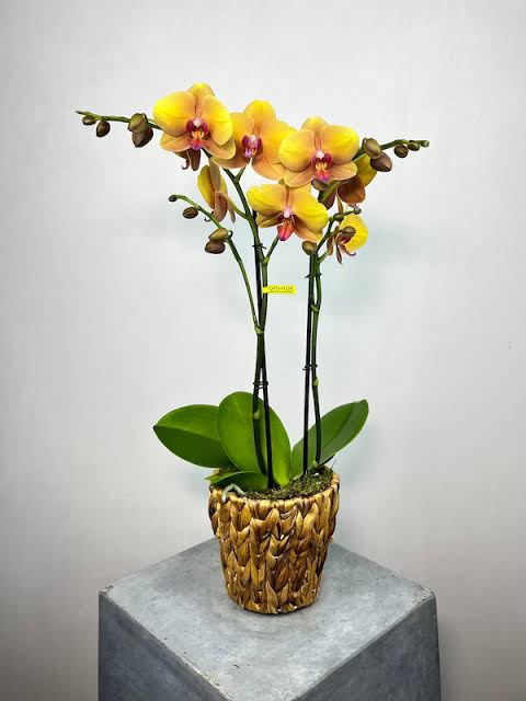 Sarı Phalaenopsis Orkide